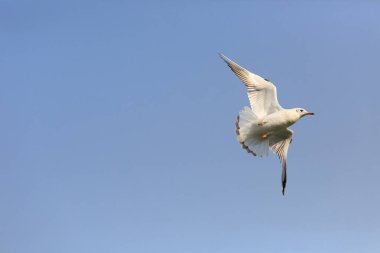 Kara başlı gulll gökyüzünde uçan