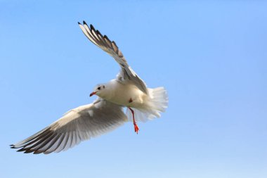 Kara başlı gulll gökyüzünde uçan