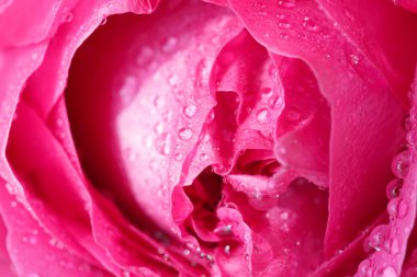 Kırmızı gül makro özellikleri