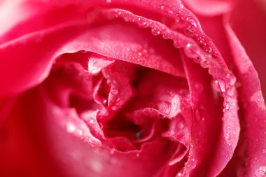 Kırmızı gül makro özellikleri