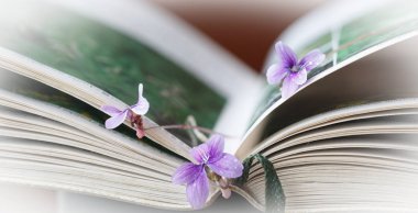 Menekşe ve açık kitap, arka plan sanat