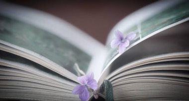 Menekşe ve açık kitap, arka plan sanat