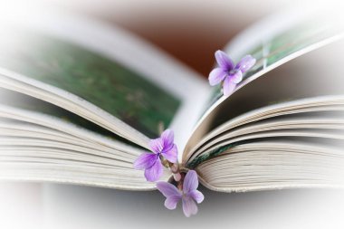 Menekşe ve açık kitap, arka plan sanat