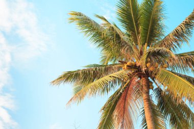 Palmiye ağacında hindistan cevizleri