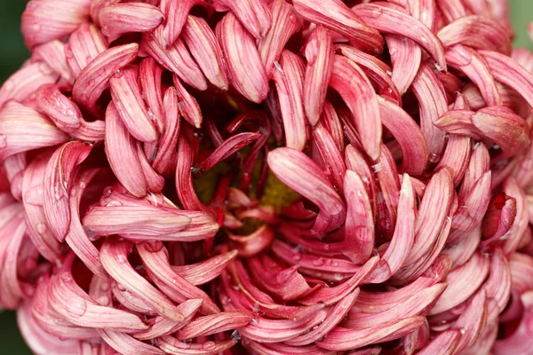 Purple chrysanthemum macro close-up — Stock Photo, Image