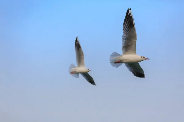 Uma gaivota de cabeça preta está voando no céu — Fotografia de Stock