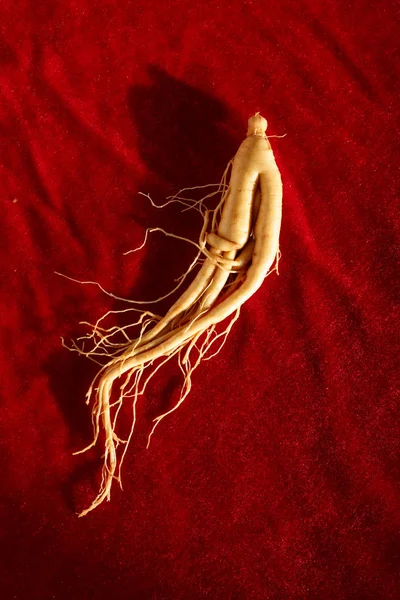 Kinesiska medicinska örter, ginseng — Stockfoto