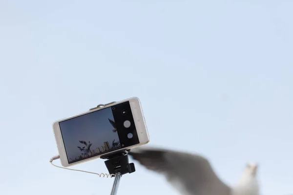 В небе летит черноголовый чайка — стоковое фото