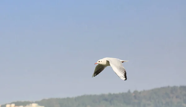 Озерній чайки летять в небі — стокове фото
