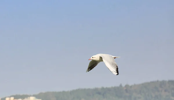 Den svarthodede måken flyr på himmelen – stockfoto