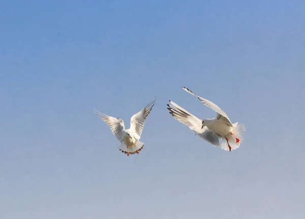 Two black-headed Gull are   flying in the sky — Stock Photo, Image