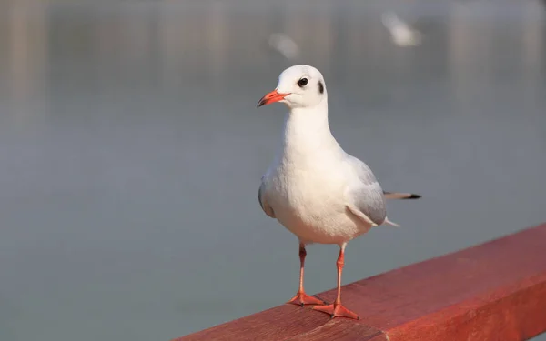 A sea bird standing on the railing — Stock Photo, Image