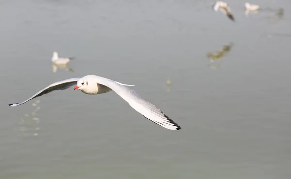 The seagulls are flying above the water — Stock Photo, Image