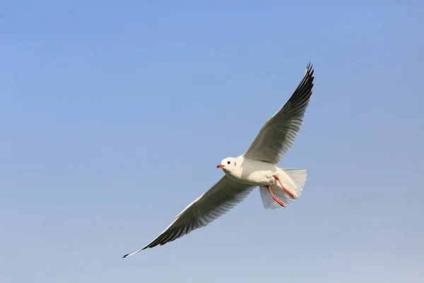 Gaivota de cabeça preta voando no céu — Fotografia de Stock