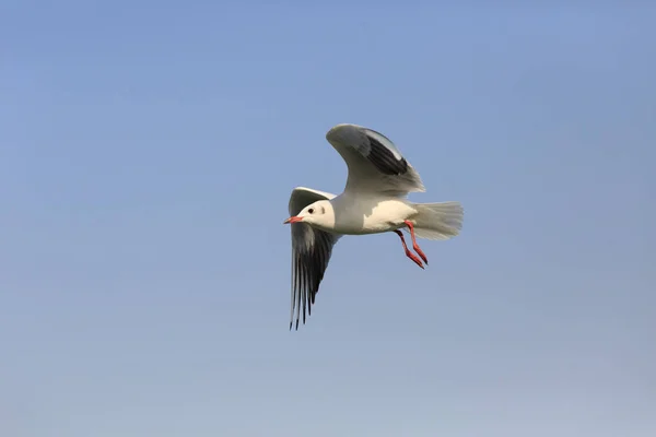 Gaivota de cabeça preta voando no céu — Fotografia de Stock