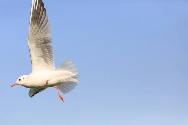 Gaivota de cabeça preta voando no céu — Fotografia de Stock