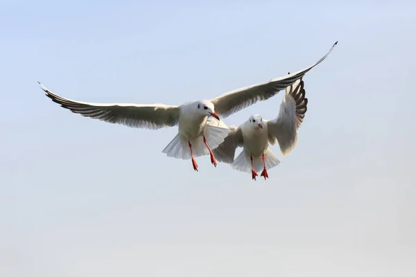 Two black-headed Gull are   flying in the sky — Stock Photo, Image