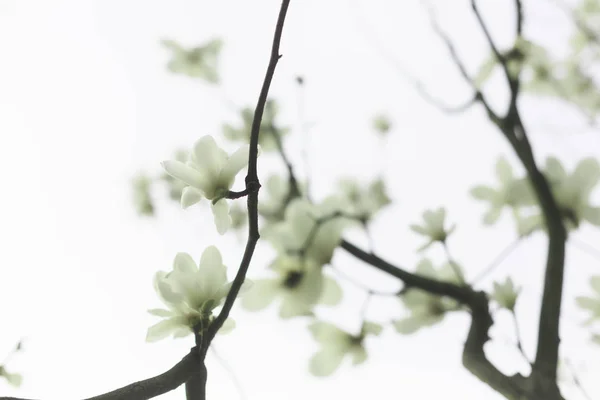 White jade orchid background