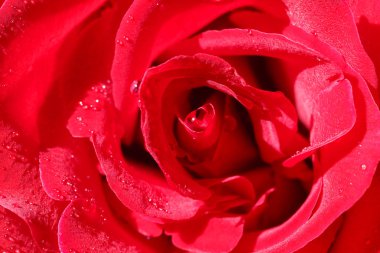 Kırmızı gül backgroundbeautiful kırmızı gül makro