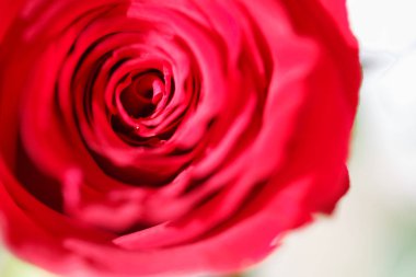 Kırmızı gül backgroundbeautiful kırmızı gül makro