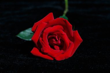 Kırmızı gül backgroundbeautiful kırmızı gül makro