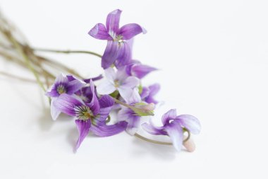 erken köpek-çiçek açan violet (Viola reichenbachiana),