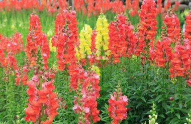 Kırmızı snapdragon arka plan,