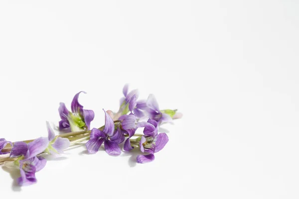 Temprano perro-violeta (Viola reichenbachiana), floración — Foto de Stock