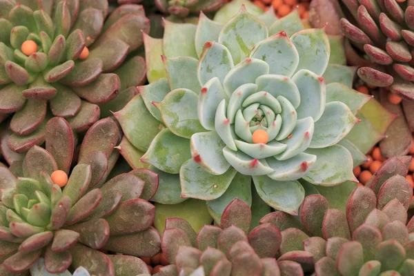 모든 종류의 혼합된 재배 succulents, 아름 다운 분재 — 스톡 사진