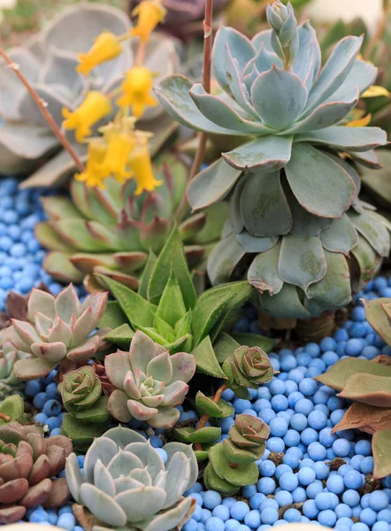 Her türlü karışık dikim succulents, güzel bonsai — Stok fotoğraf