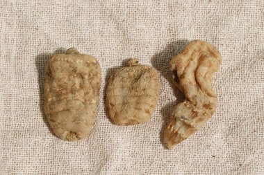 Geleneksel Çin tıbbı Gastrodia elata