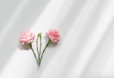 Pembe karanfil arka plan, anne gün sembolü