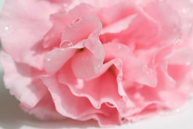 Pembe karanfil arka plan, anne gün sembolü