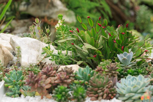 Her türlü saksı succulents — Stok fotoğraf