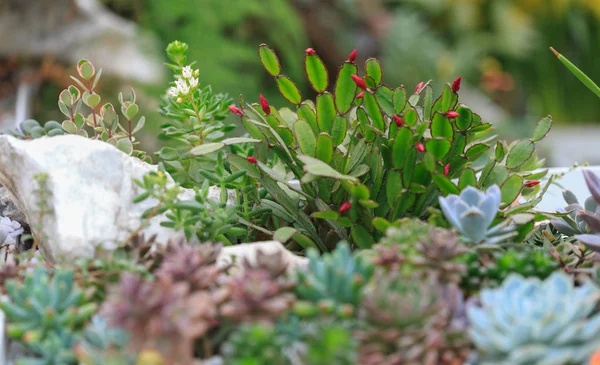 Her türlü saksı succulents — Stok fotoğraf