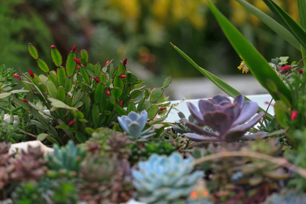 Her türlü saksı succulents — Stok fotoğraf