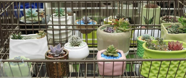 Her türlü saksı succulents — Stok fotoğraf