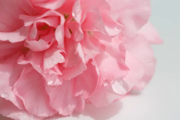 Roze carnation achtergrond, Moederdag dag symbool — Stockfoto