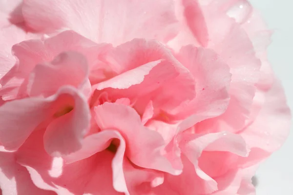 Roze carnation achtergrond, Moederdag dag symbool — Stockfoto