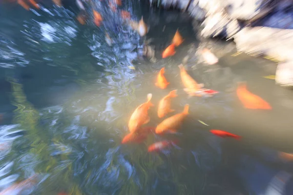 Un essaim de carpes dorées nourries par les visiteurs des jardins Yu — Photo