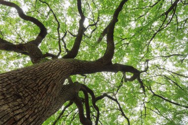 Bereketli bitki örtüsü ile büyük bir ağaç