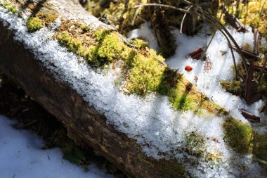 Ormanın kış aylarında karla kaplı