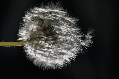 Siyah arka planda bir karahindiba