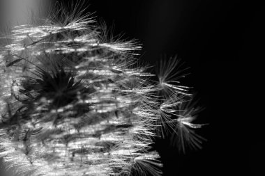 Siyah arka planda bir karahindiba