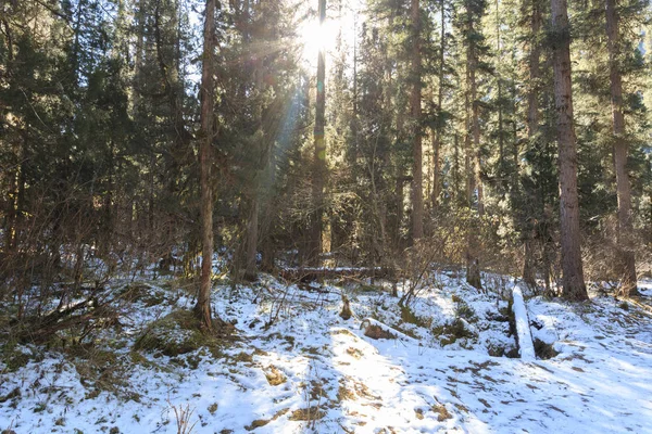 Сонячне сяйво в зимовому лісі — стокове фото