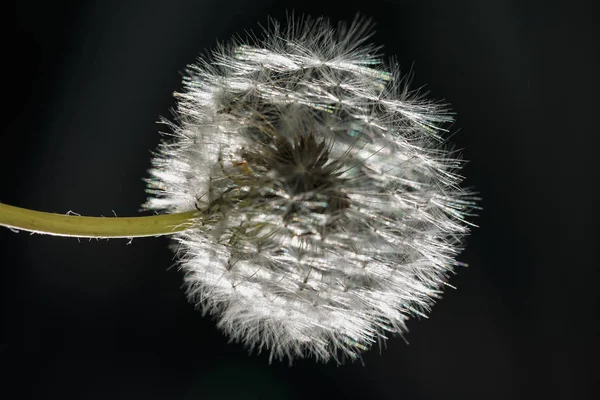 Een paardebloem op zwarte achtergrond — Stockfoto