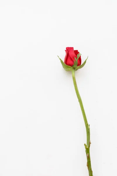 Red rose in white  background — Stock Photo, Image