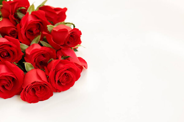 Red rose in white  background