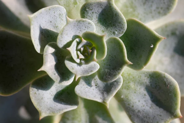 Bir lotus succulents makro yakın çekim, yeşil arka plan şeklinde. — Stok fotoğraf