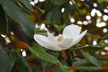 Manolya beyaz çiçek tam Bloom